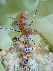 Spotted cleaner shrimp
Bonaire by Chris Spray 